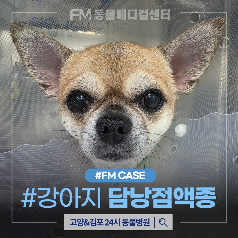 10살 강아지 담낭점액종 증상 담낭 제거 수술 안전하게 마쳤던 케이스