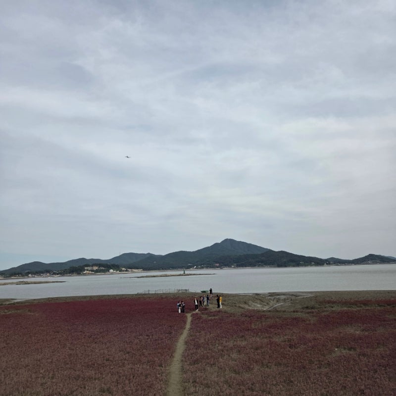 인천 강화 가볼만한곳 석모도칠면초군락지 산책하기 좋은 곳 추천
