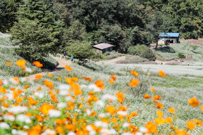 청주 추정리 메밀밭: 가을에 내린 눈, 메밀꽃 축제