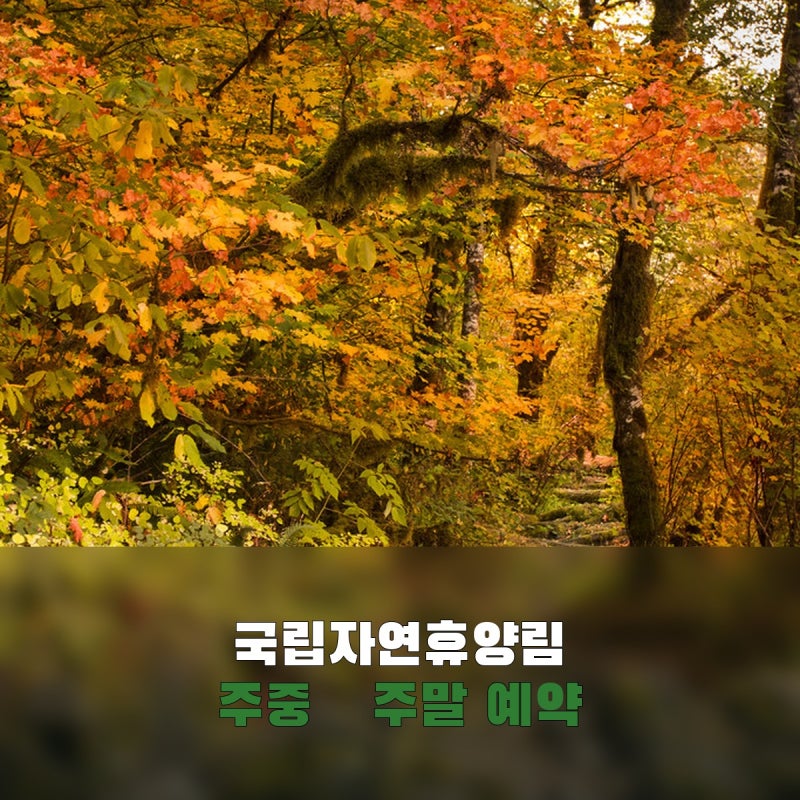 국립자연휴양림 예약, 주중 6주 전·주말 추첨 신청일이 다를까?