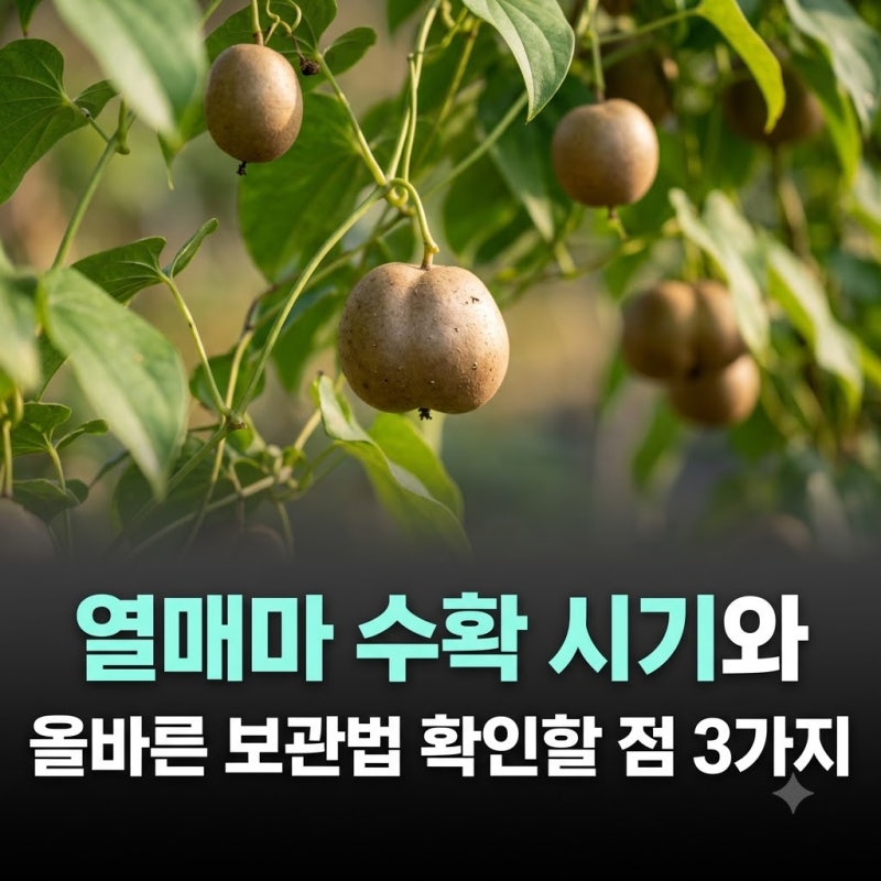 열매마 수확 시기와 올바른 보관법 확인할 점 3가지