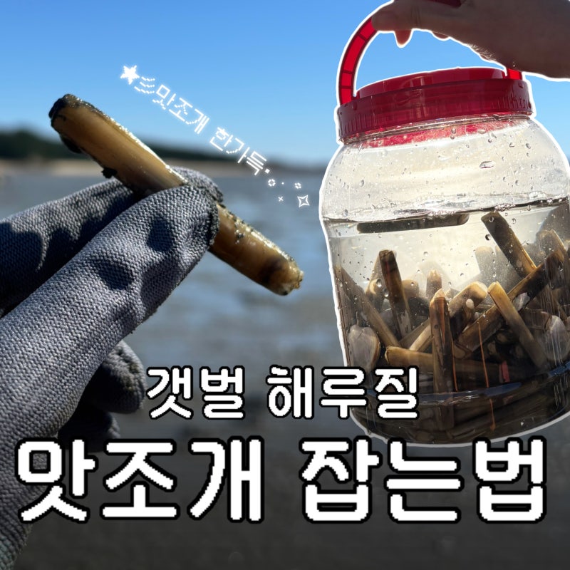 갯벌체험 초보도 30분 만에 한 바구니! 갯벌에서 맛조개 잡는 법 총정리