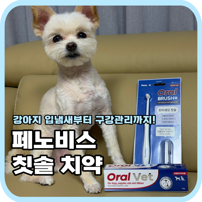 강아지 입냄새 치석 관리 페노비스 오랄벳 치약 칫솔 사용 후기