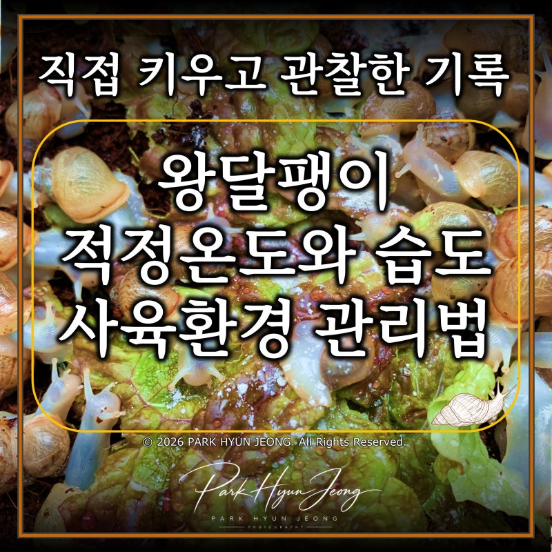 왕달팽이 키우기｜적정 온도와 습도, 사육환경 관리법