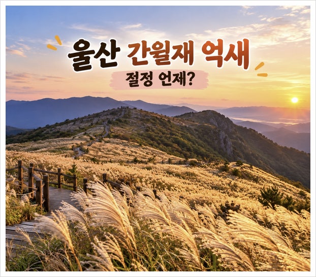울산 간월재 억새 절정 언제? 쉬운 코스부터 주차장까지
