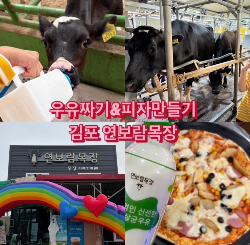 김포 연보람목장 | 아이와 낙농체험 동물 먹이주기, 피자만들기 후기