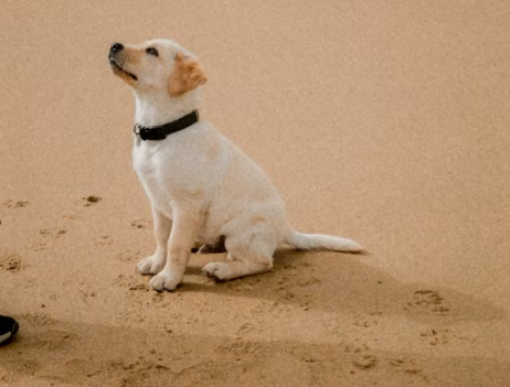 강아지 고양이 펫보험 청구 서류 총정리｜진단서·진료비 영수증·상병코드까지 한 번에
