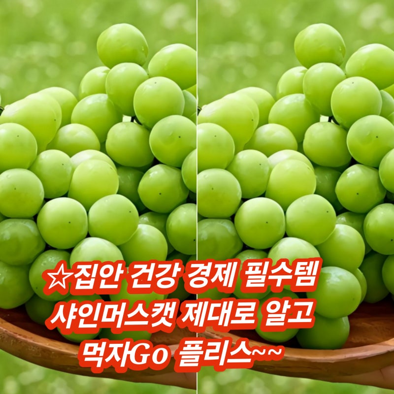 높은 당도 아삭한 식감 은은한 망고향 샤인머스캣 품종 특성 효능 고르는 법 보관법 과일 씨....