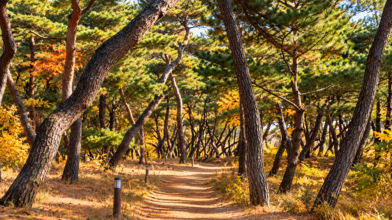 경주사람추천 경주 삼릉 소나무숲, 10월 선선할 때 걷기 좋은 경주 가을 산책