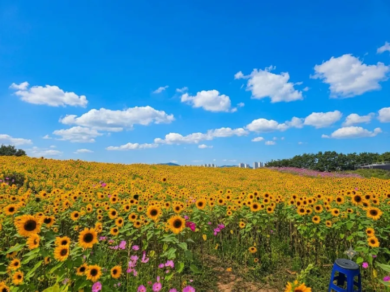 Gunwi Attractions: Hwasansanseong Sky Observatory, Sunflower Garden, and Hwasansanseong Windmill Observatory