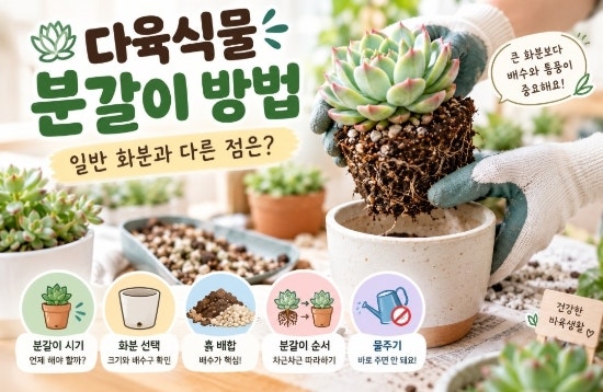 다육식물 분갈이 방법｜시기, 흙, 물주기까지 초보자 가이드