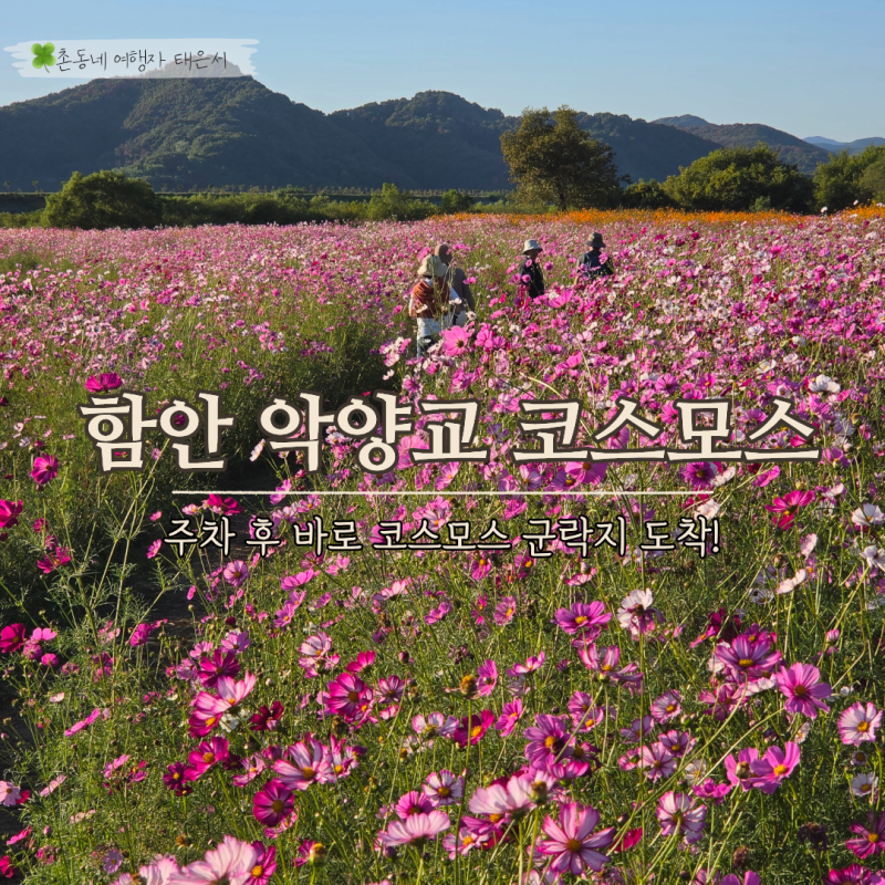 함안 악양뚝방길 코스모스 숨은 명소 악양교 아래 위치와 주차장