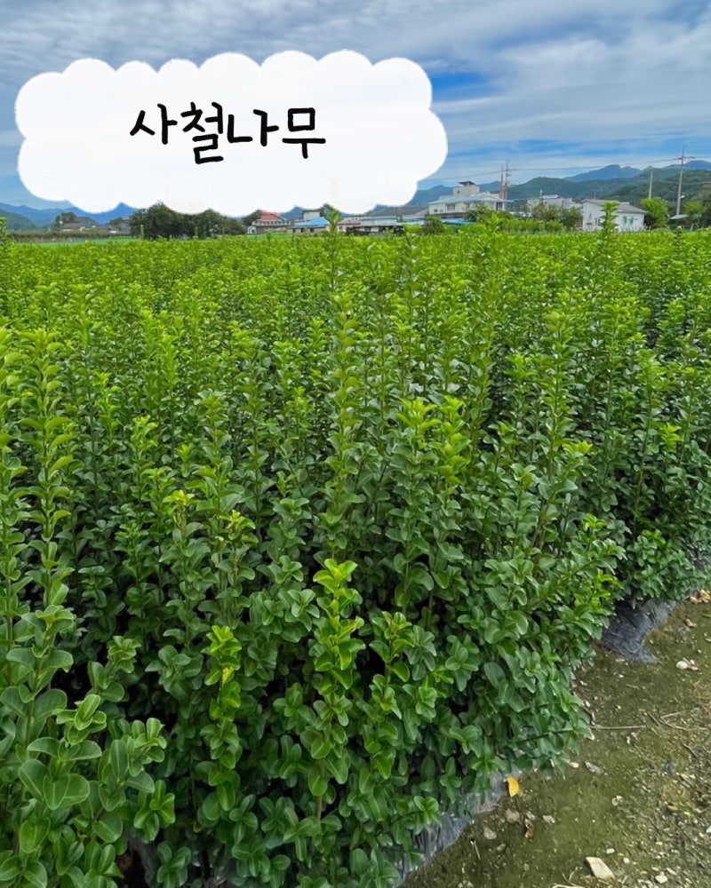 2026년 사철나무 조경공사납품 정가네농원