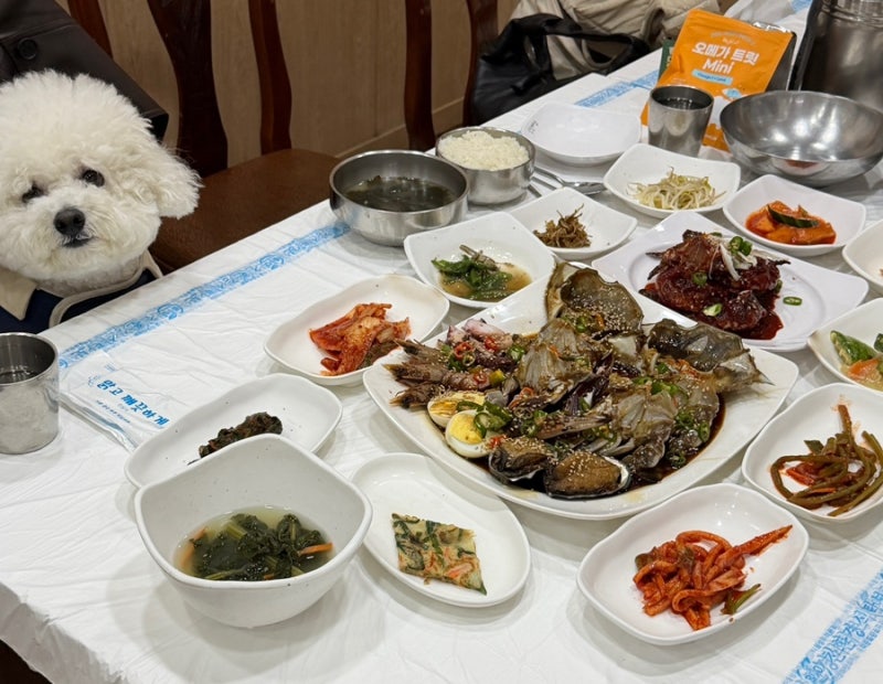 여수 애견동반 맛집 늘푸른식당, 모찌랑 꽃게장정식 먹고 왔어요