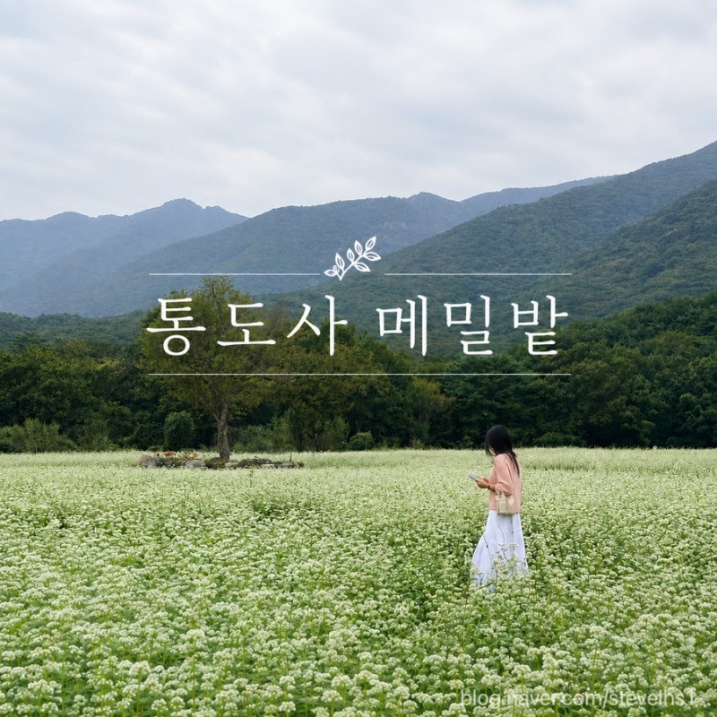 양산 통도사 메밀밭 가을에 꼭 가봐야 할 메밀꽃 명소