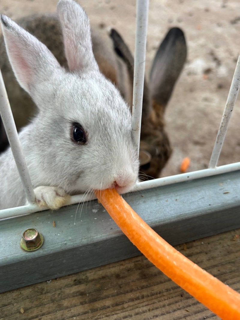 Ulsan Sky Ranch Visit Review: Time Flew by While Playing with Animals
