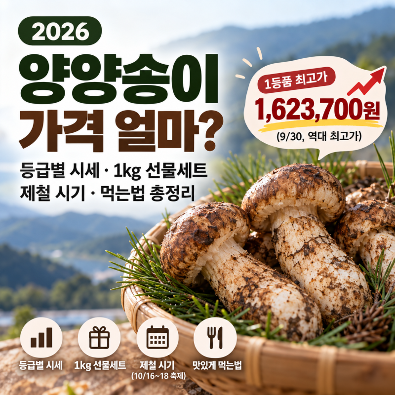 2026 양양송이 가격 얼마? 등급별 시세와 1kg 선물세트·제철 시기·먹는법 총정리