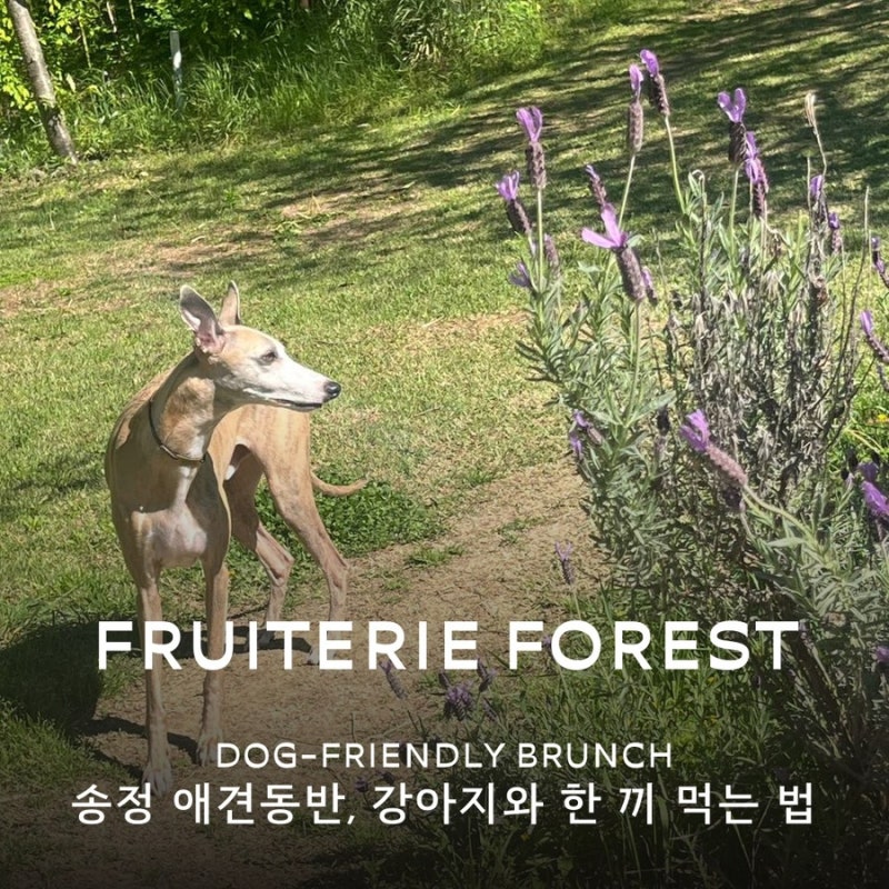 송정 애견동반 식당 찾을 때, 강아지와 한 끼 먹는 방법은? 송정 애견동반 브런치 자리·메뉴....