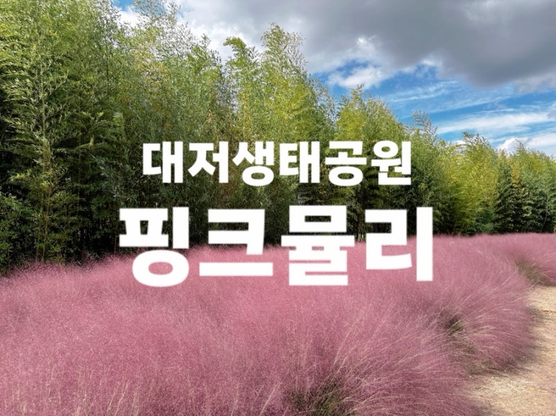 부산 가볼만한곳 대저생태공원 핑크뮬리 완벽 정리
