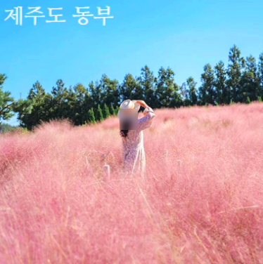 제주도 동부 여행코스 버스투어 리무진 사려니숲길 성산일출봉 가격 예약가능