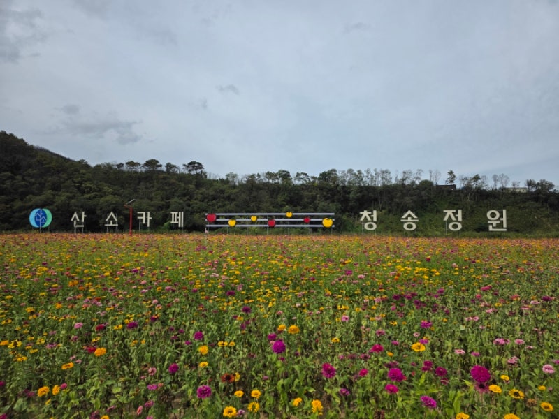 청송 산소카페 청송정원 백일홍 정원 방문 후기 커피는 없지만 산소는 무한 리필