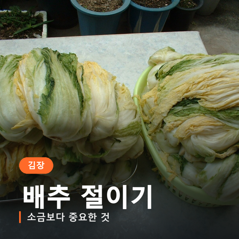 김장 배추 절이는 법, 소금보다 뒤집는 시간이 더 중요할까요?