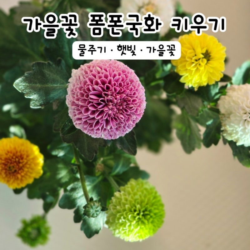 폼폰국화 키우기 물주기 꽃말까지가을꽃 화분 추천