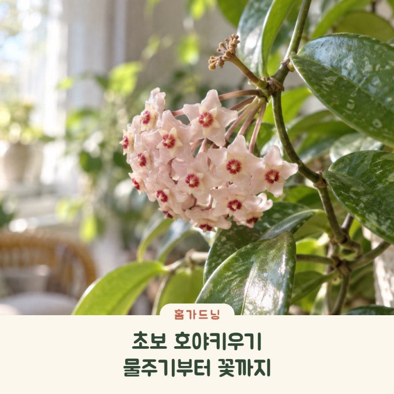 호야키우기 초보 가이드, 물주기부터 꽃 피우기까지