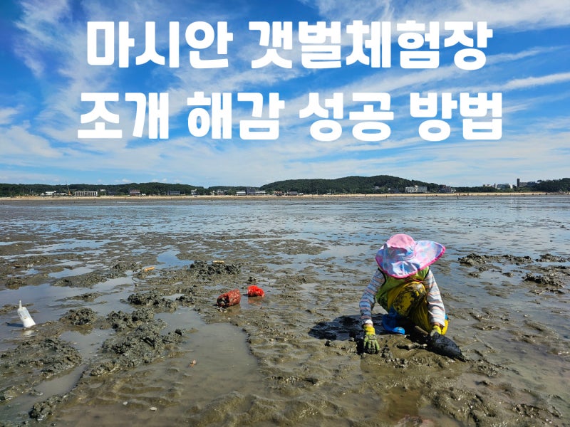 인천 영종도 마시안 갯벌체험장 - 갯벌체험 후기, 실패 없는 조개 해감 방법, 조개 해감 꿀팁