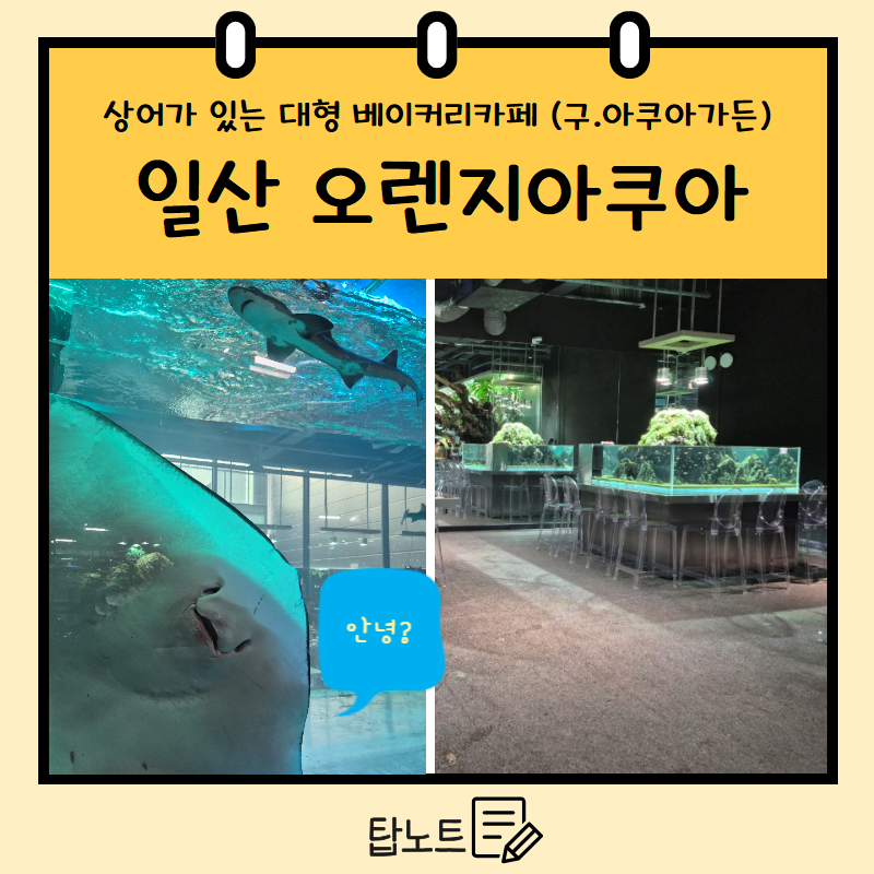 [일산 오렌지아쿠아] 일산아이랑가볼만한곳 상어가 있는 빵맛집 일산베이커리 카페