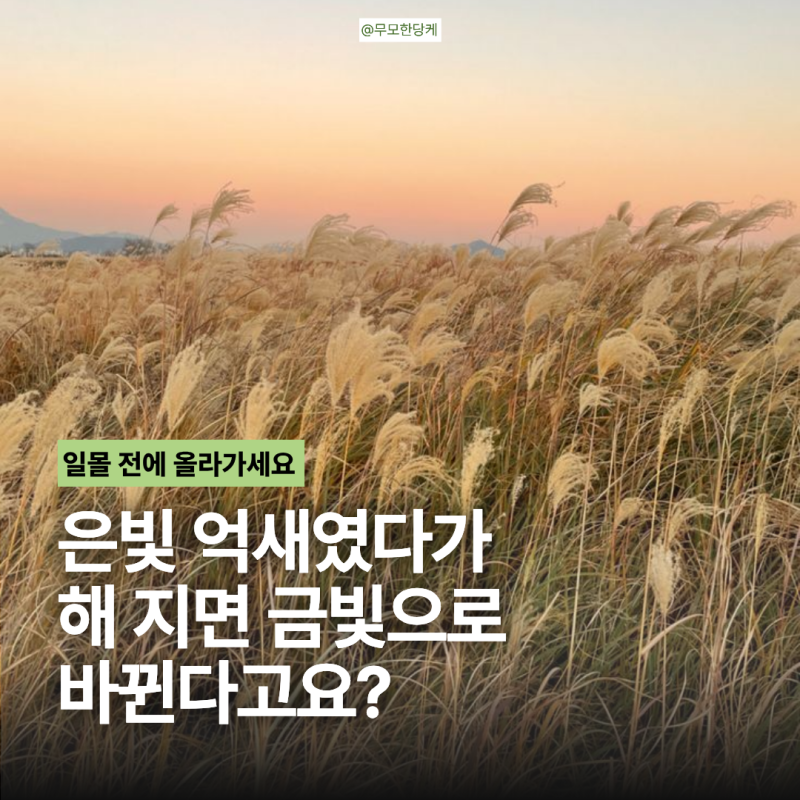 2026 Seoul Sangam Haneul Park Eulalia Festival: From Schedule to Maengkkongyi Train and Night Views - "Why the Night is Prettier Than the Day"