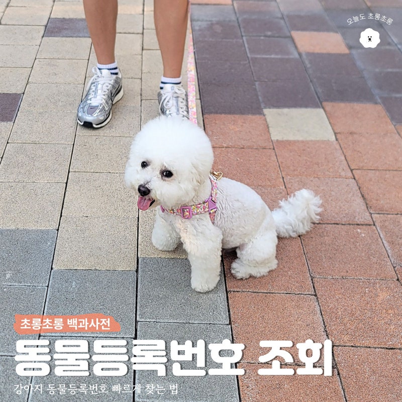 강아지 동물등록번호 조회 외장칩 없어도 빠르게 찾는법