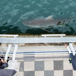 부산의 새로운 명물 부캉이 상표권 논란 부산시가 직접 나선 이유