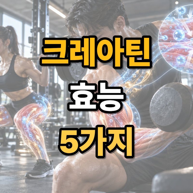 크레아틴 효과 5가지 효능 운동 전 알아두면 좋은 핵심 내용