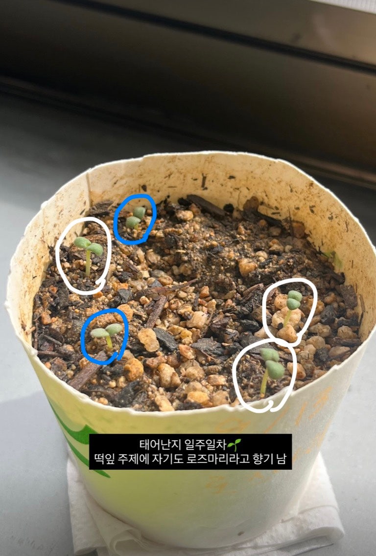[로즈마리] 다이소 씨앗으로 로즈마리 키워서 잡아먹기