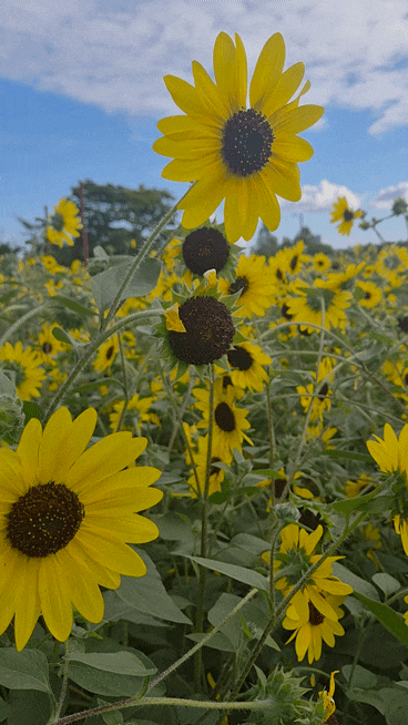 Incheon Geomdan Attractions for a Healing Date: Autumn Flowers at Dream Park Wildflower Complex