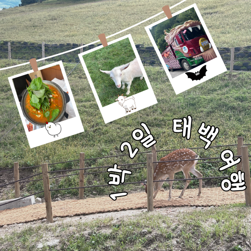 강원도 태백 1박 2일 가볼 만한 곳 여행 코스 추천
