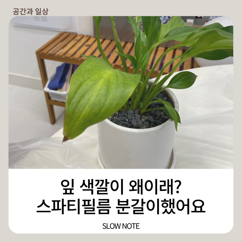 스파티필름 분갈이하고 아이비도 새집으로 : 우리집 초록 식물 키우기