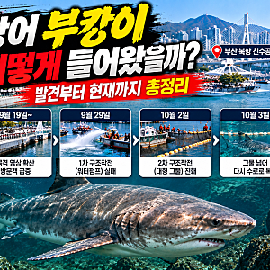 부산 상어 부캉이 처음 어떻게 들어왔을까? 발견부터 현재까지 총정리