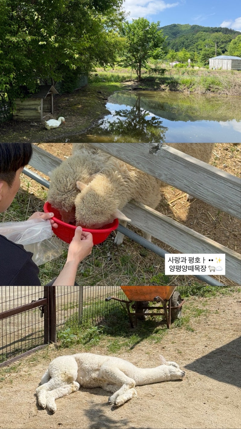 양평 나들이 양평양떼목장 먹이주기 체험하고 가을 데이트