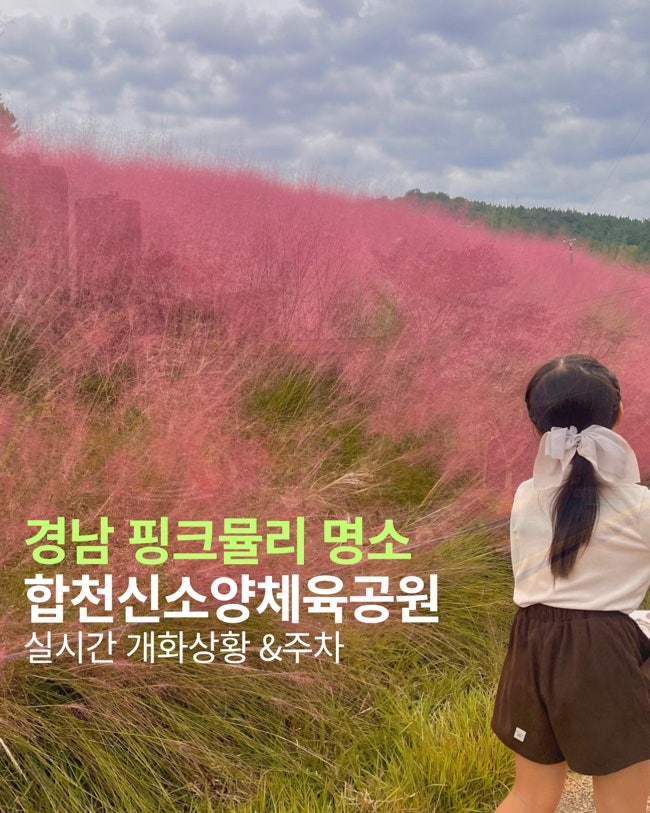 합천 가볼만한 곳 신소양체육공원 핑크뮬리 개화 상황 및 주차 꿀팁 총정리