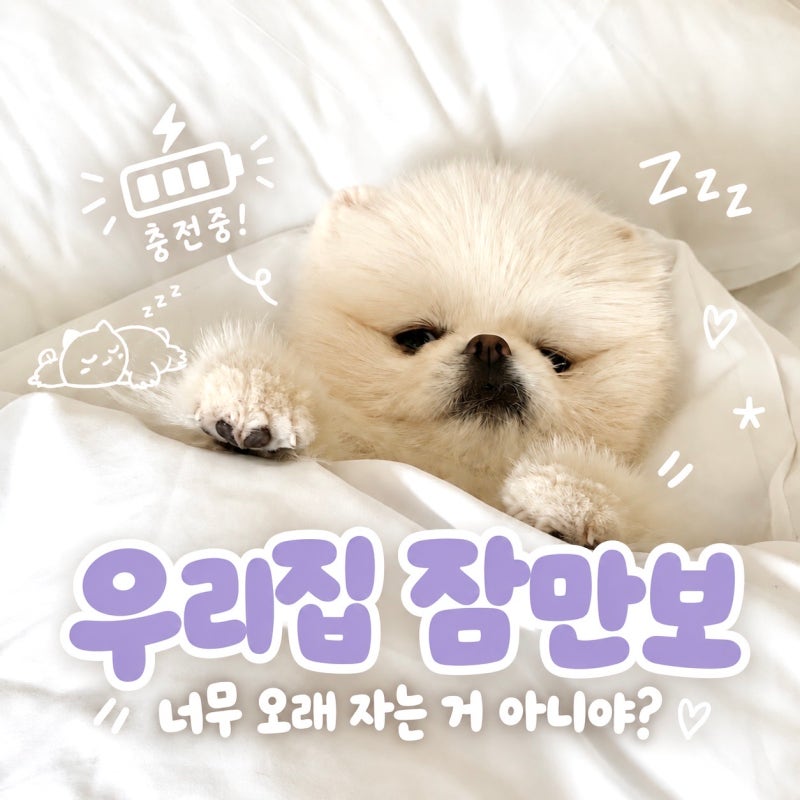 너 왜 이렇게 오래 자? 잠만보야? 나이별 강아지 평균 수면시간