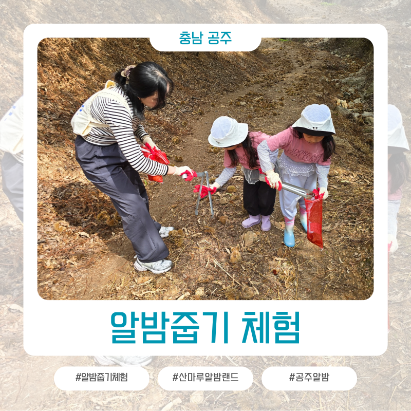 가을 나들이로 다녀온 공주 알밤줍기 체험 농장 산마루 알밤랜드
