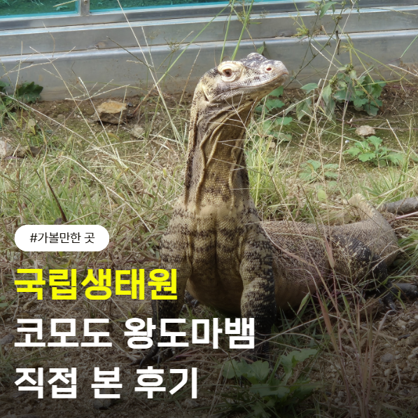 국립생태원 코모도왕도마뱀 직접 봤어요 잠만 자고 있었는데도 한참을 보고 왔어요