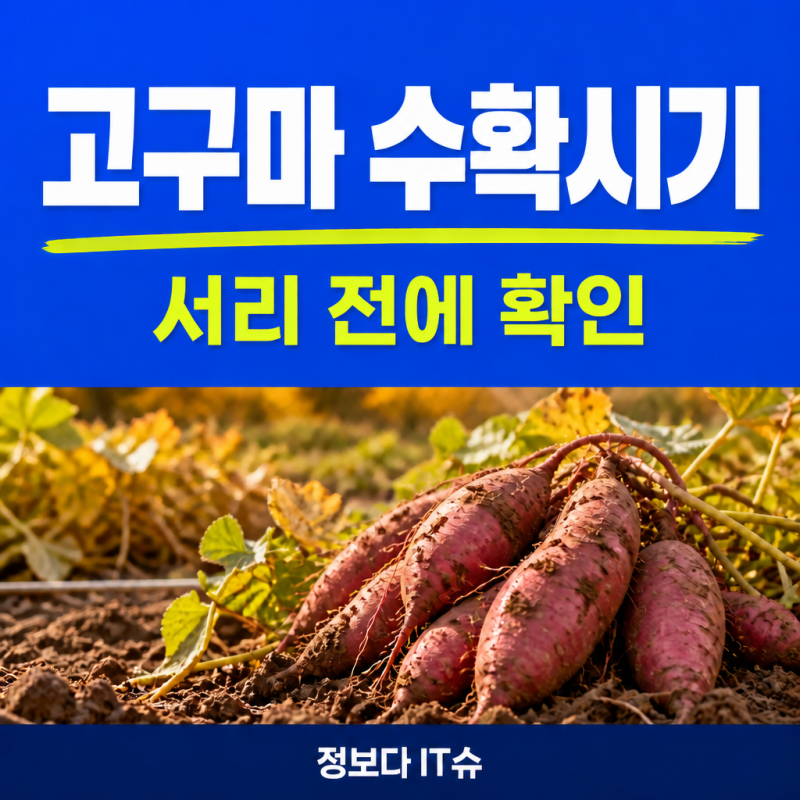 고구마 수확시기, 10월이면 무조건 캘까? 심은 날·첫서리·저장 방법부터 확인