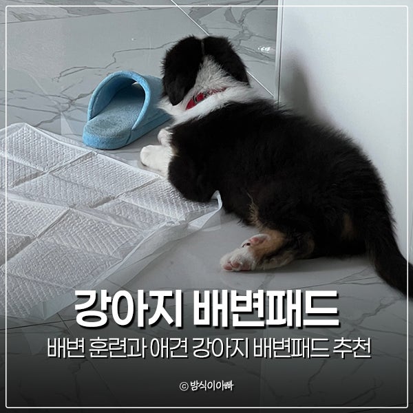 강아지 배변 훈련과 애견 강아지 배변패드 추천