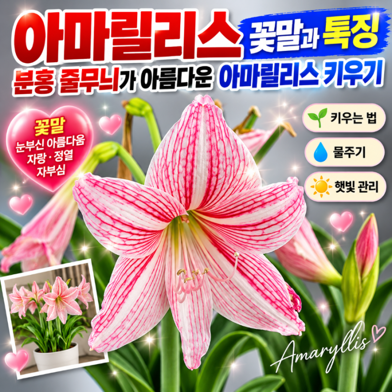 아마릴리스 꽃말과 특징｜분홍 줄무늬가 아름다운 아마릴리스 키우기
