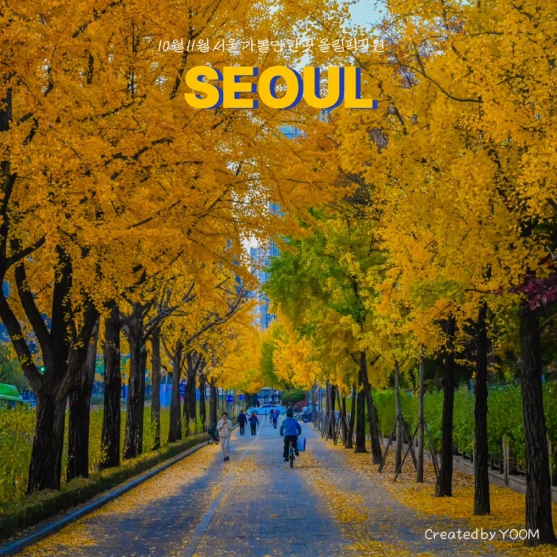 10월 11월 서울 가볼만한곳 올림픽공원 은행나무길 예상시기 나홀로나무