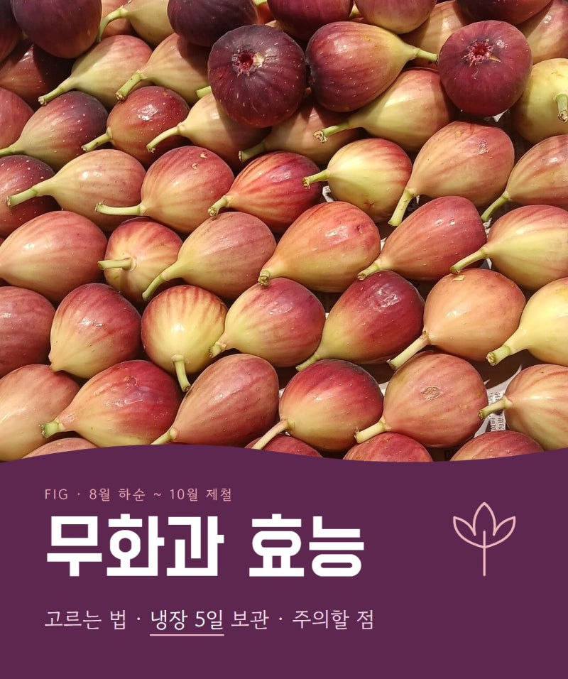 무화과 효능과 고르는 법｜제철 시기·보관법·껍질째 먹기·주의할 점