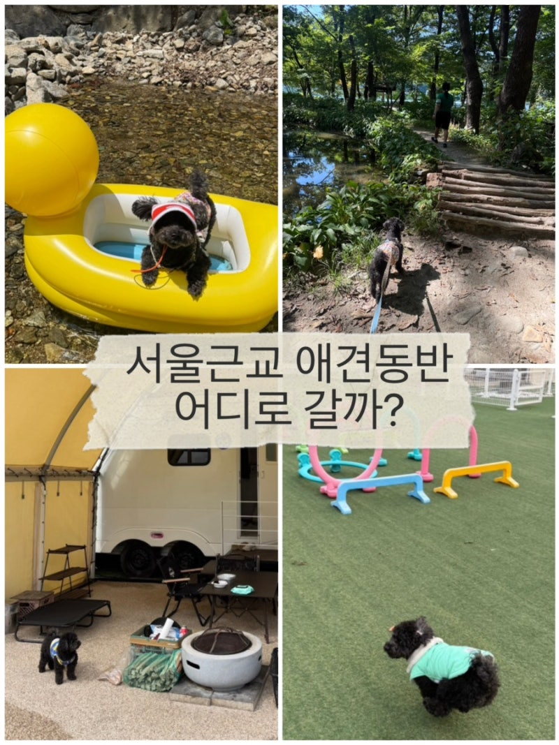 서울근교 애견동반 가볼만한곳｜강아지와 당일치기 여행지 추천